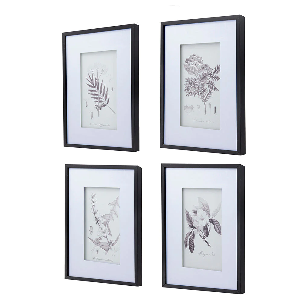 Verdura Botanica: Four-Print Houseplant Pencil Art Set - Image 3
